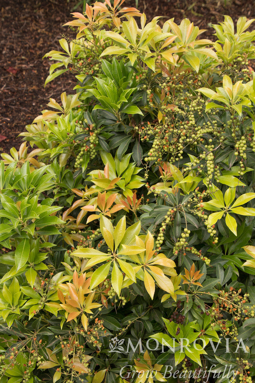 Monrovia Pieris - Thumbnail 4