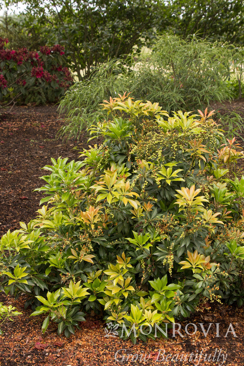 Monrovia Pieris - Thumbnail 5