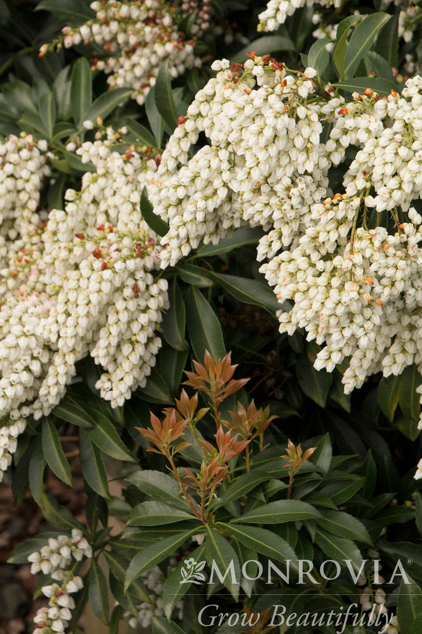 Monrovia Pieris - Thumbnail 2