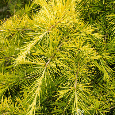 Feelin' Sunny® Deodar Cedar - Monrovia