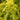 Feelin' Sunny® Deodar Cedar - Monrovia