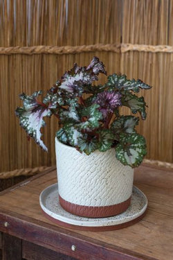 Como Pot 6.5"x6.5"