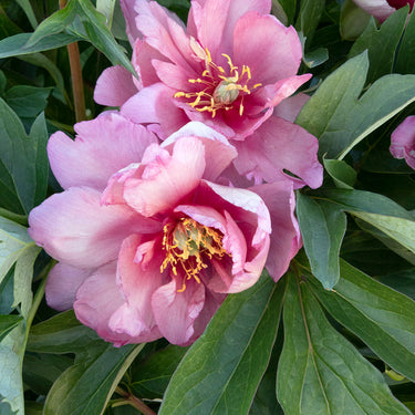 Takara™ (Treasure) Itoh Peony - Monrovia