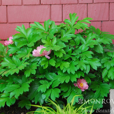 Takara™ (Treasure) Itoh Peony - Monrovia