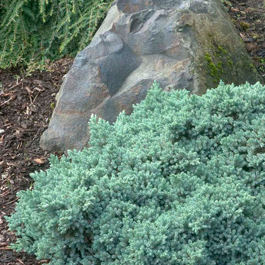 Blue Star Juniper - Monrovia