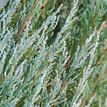 Blue Arrow Juniper - Monrovia