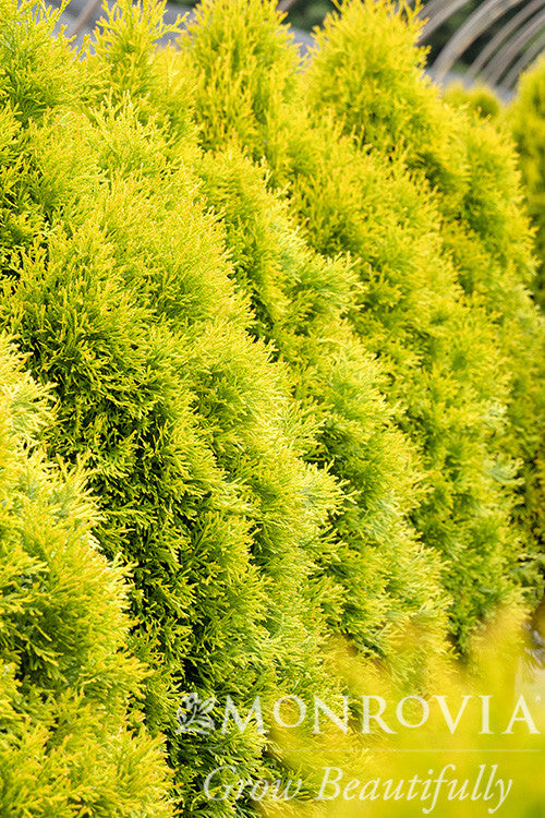 Monrovia Highlights Arborvitae