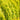 Highlights™ Arborvitae - Monrovia