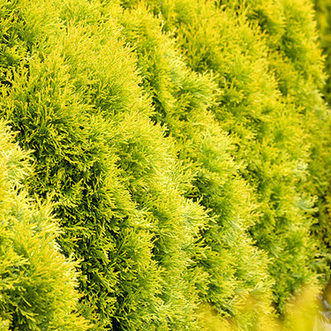 Highlights™ Arborvitae - Monrovia
