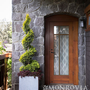 Ember Waves® Western Arborvitae - Monrovia