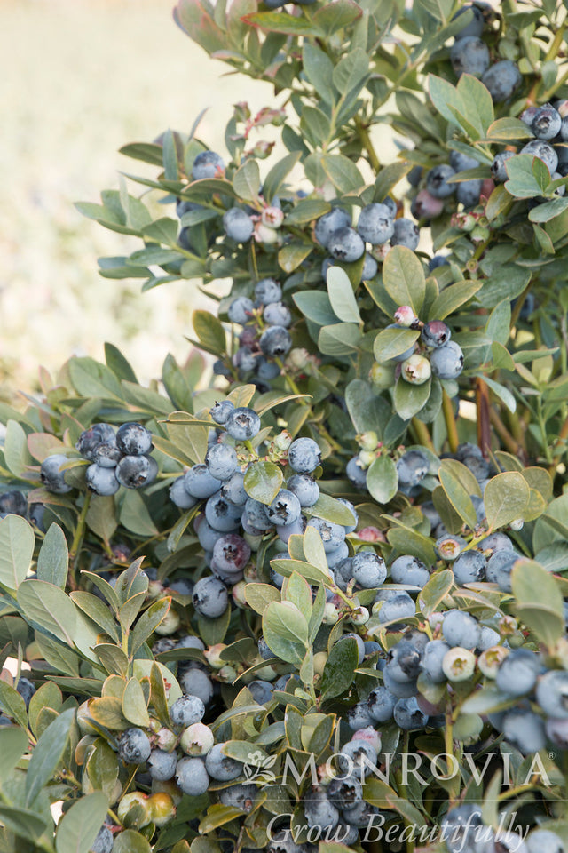 Bountiful Blue® Blueberry Monrovia Pike Nursery
