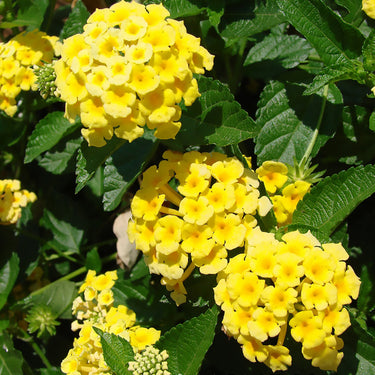 Chapel Hill Yellow Lantana - Monrovia
