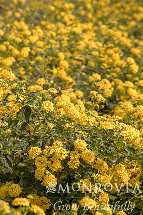 Chapel Hill Yellow Lantana - Monrovia – Pike Nursery