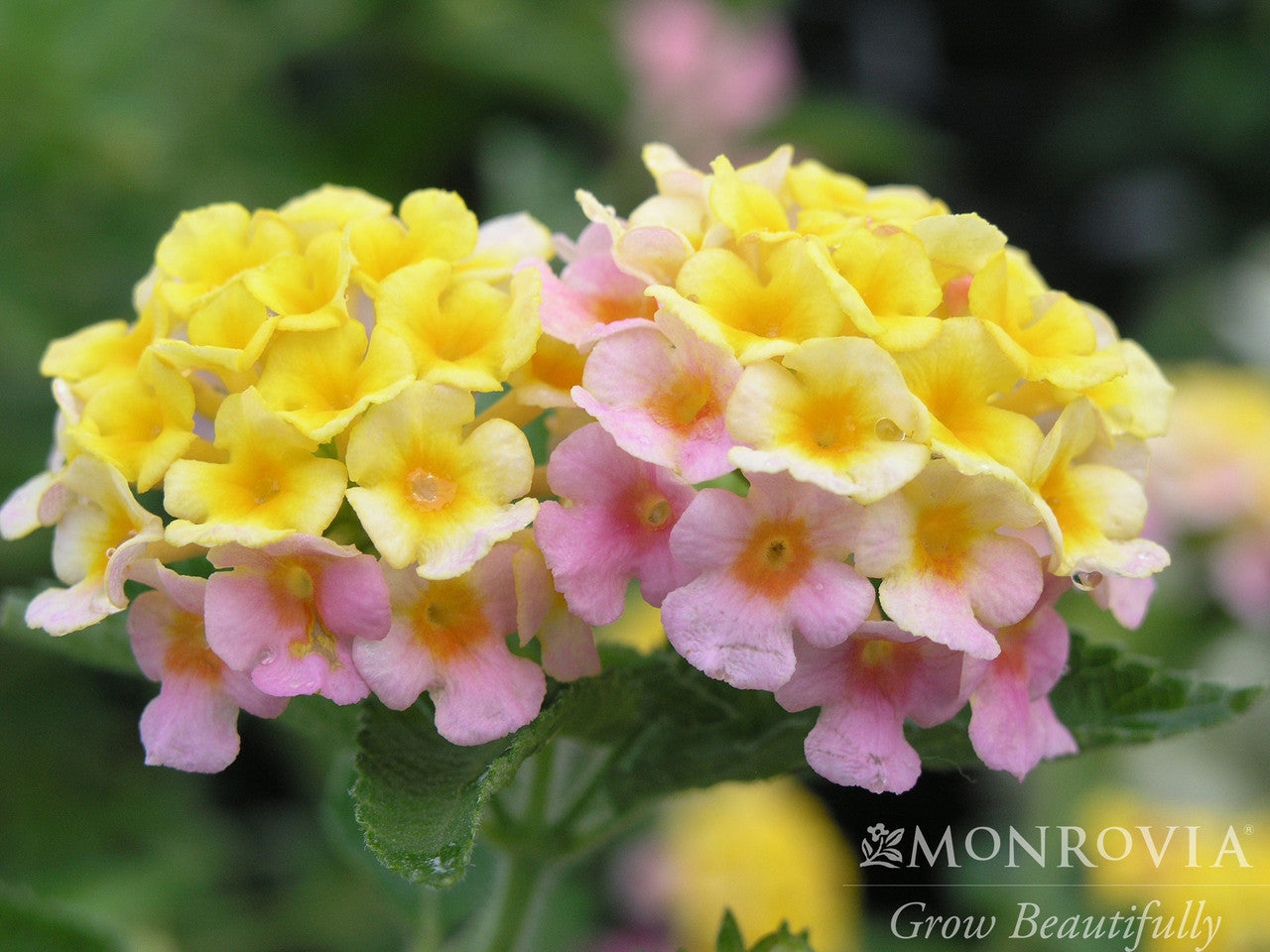 Mary Ann Lantana - Monrovia – Pike Nursery