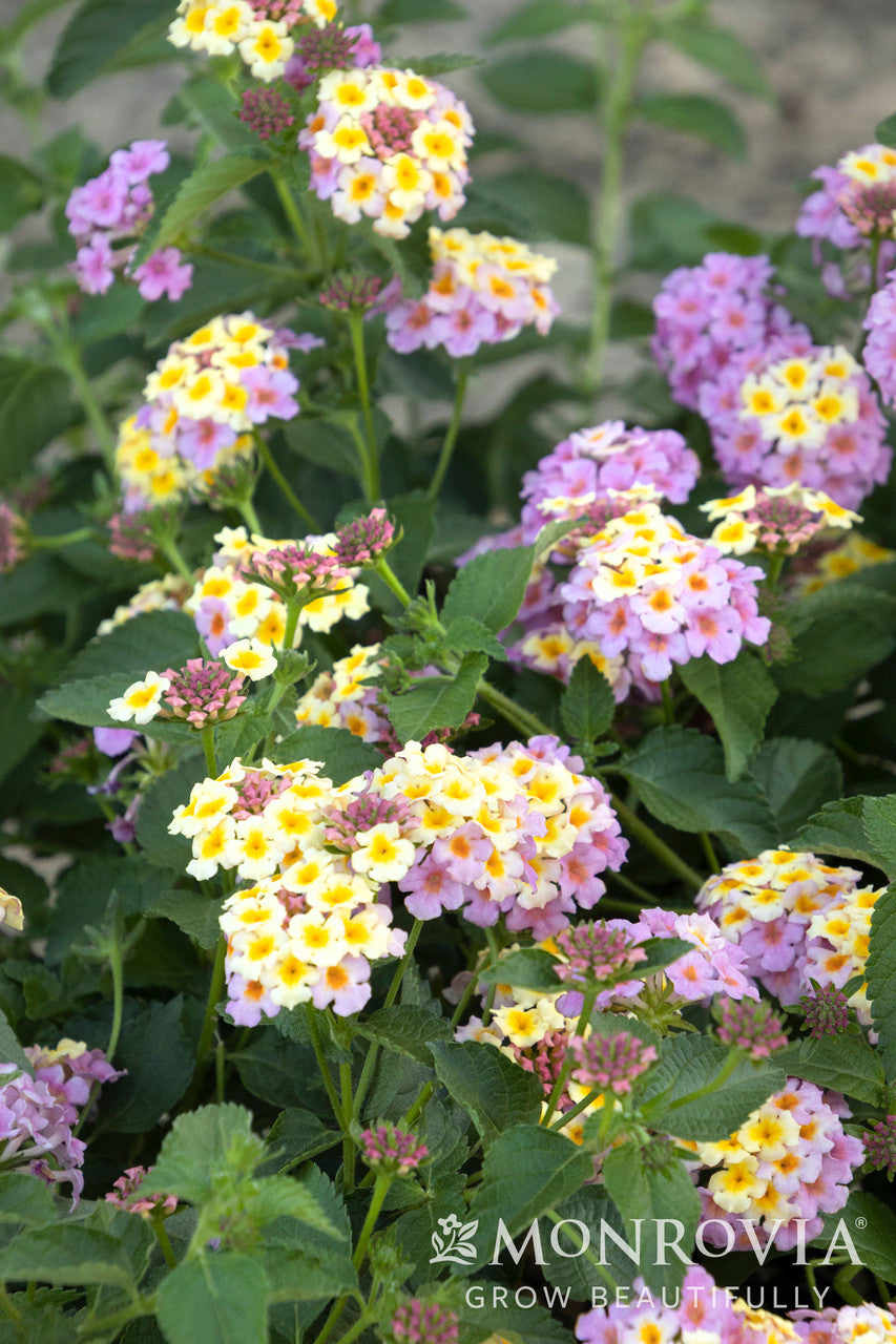 Monrovia Mary Ann Lantana - Thumbnail 3