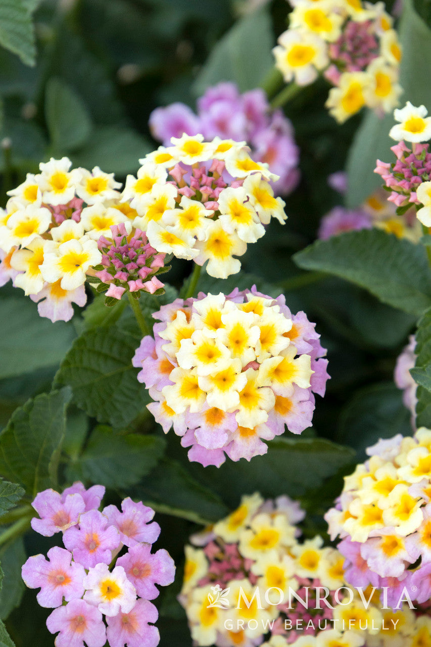 Mary Ann Lantana - Thumbnail 3