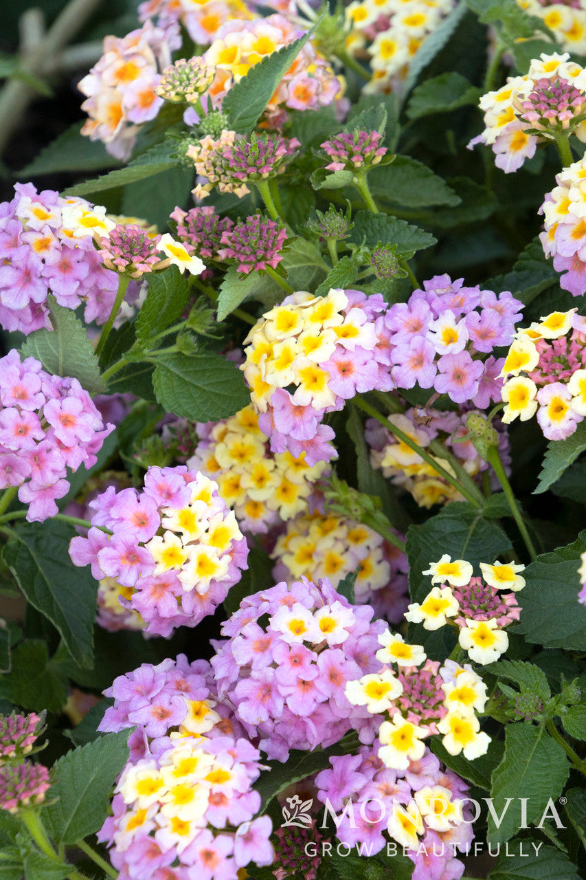 Monrovia Mary Ann Lantana - Thumbnail 4