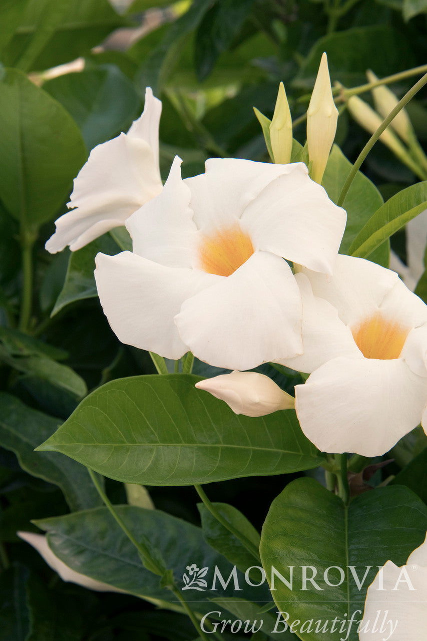 Monrovia Sun Parasol Mandevilla - Thumbnail 3