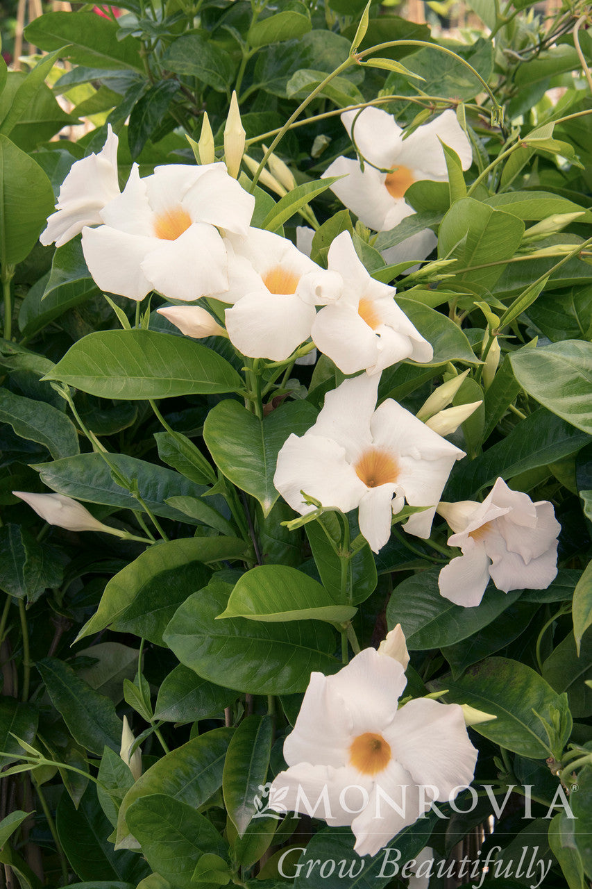 Monrovia Sun Parasol Mandevilla