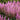 Vision In Pink Astilbe - Monrovia