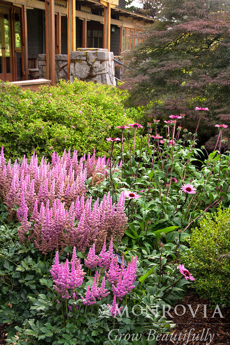 Monrovia Vision In Pink Astilbe - Thumbnail 2