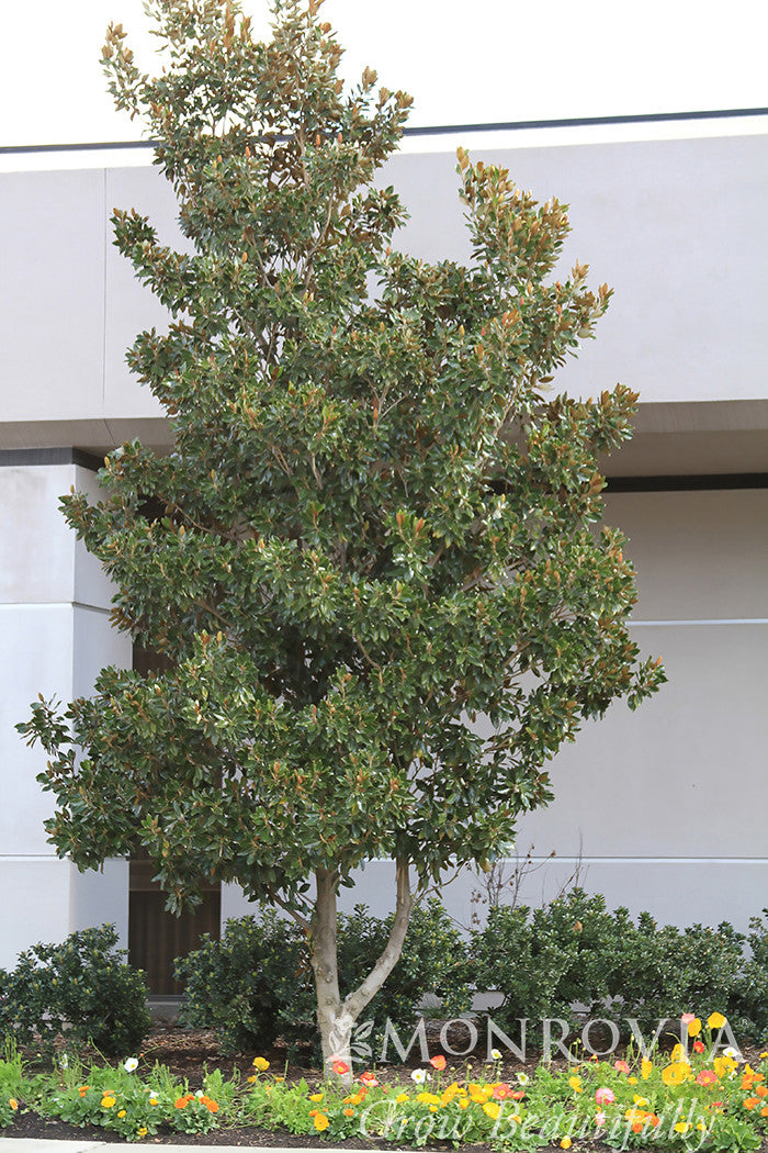 Monrovia Little Gem Southern Magnolia - Thumbnail 5