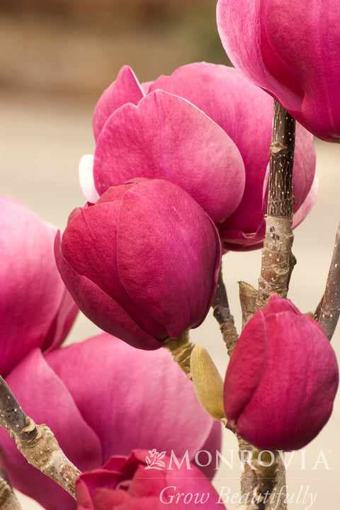 Black Tulip Magnolia - Monrovia