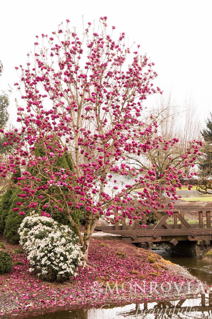 Black Tulip™ Magnolia - Monrovia – Pike Nursery