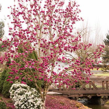 Black Tulip™ Magnolia - Monrovia
