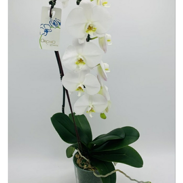 Deluxe Waterfall Orchid