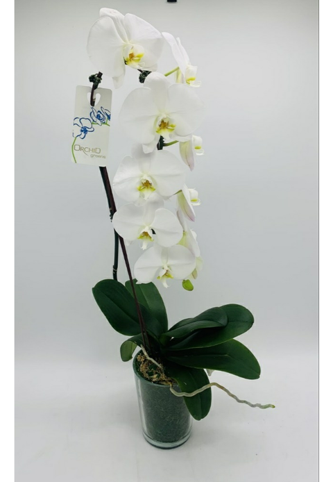 Deluxe Waterfall Orchid