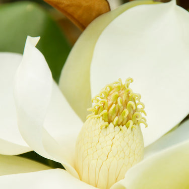 Bracken's Brown Beauty Magnolia - Monrovia