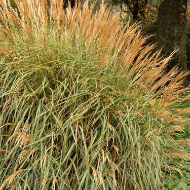 Adagio Maiden Grass - Monrovia