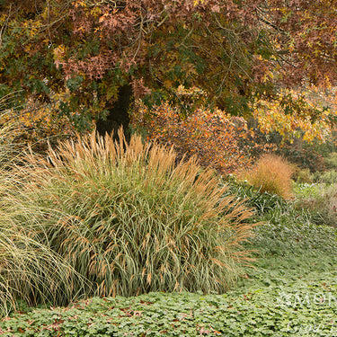 Adagio Maiden Grass - Monrovia