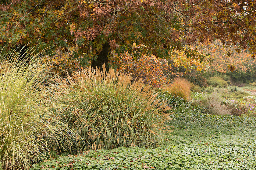 ornamental grasses Pike Nursery