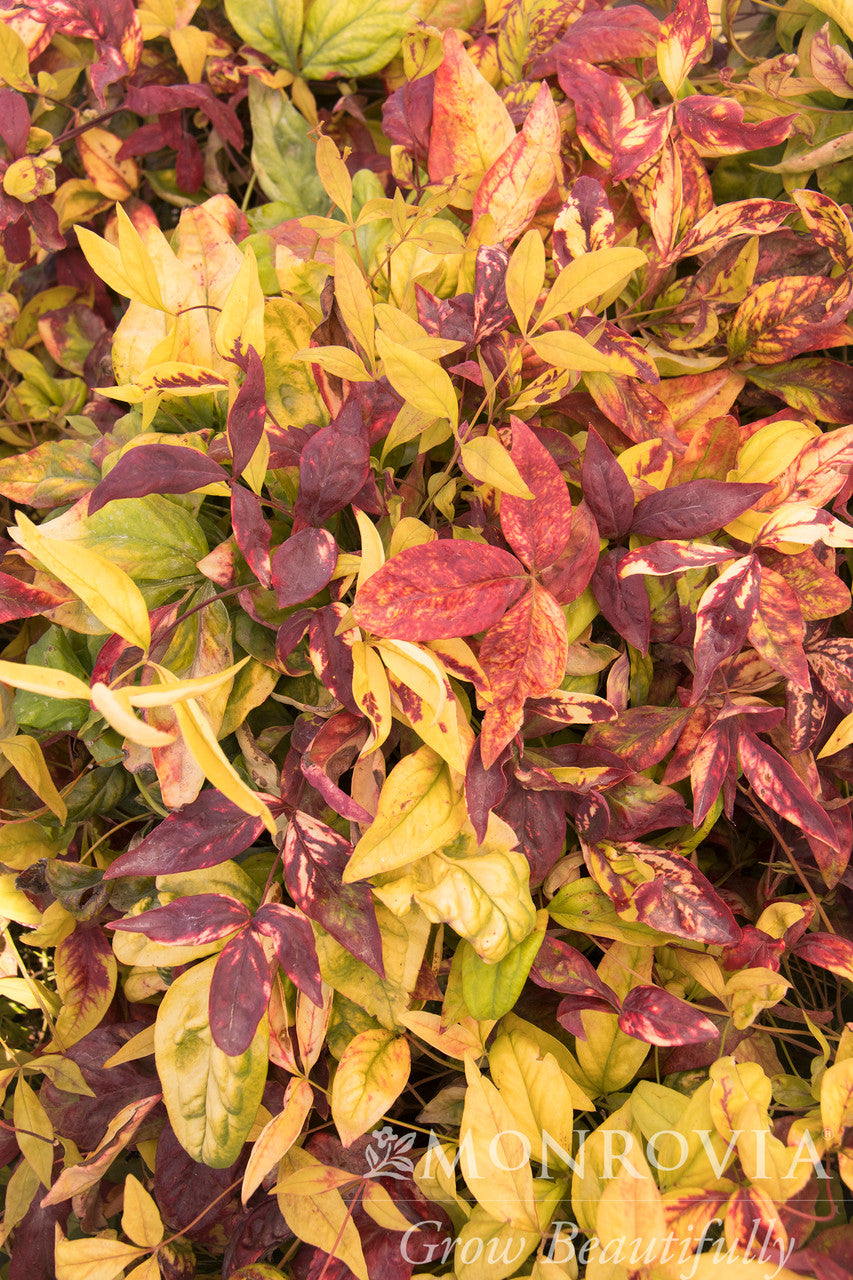 Monrovia Firepower Heavenly Bamboo