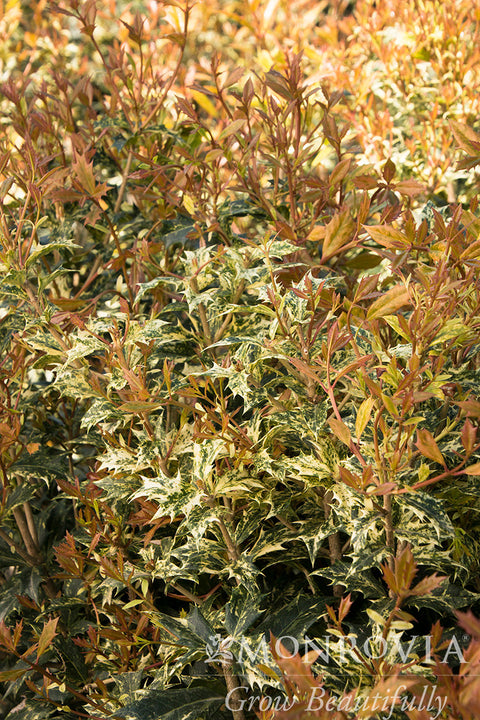 Goshiki Osmanthus - Monrovia