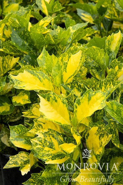 Sunny Daze® Japanese Laurel - Monrovia – Pike Nursery