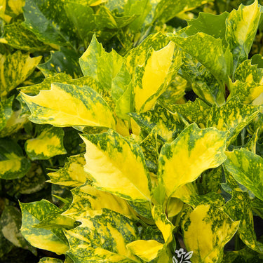 Sunny Daze® Japanese Laurel - Monrovia