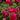 Karl Rosenfield Double Peony - Monrovia
