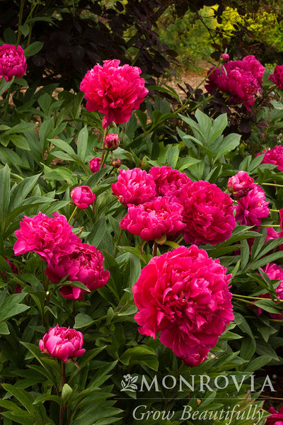 Karl Rosenfield Double Peony - Monrovia – Pike Nursery