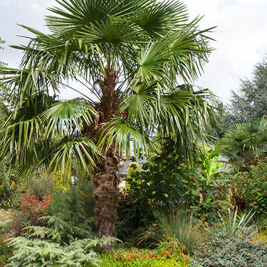 Windmill Palm - Monrovia
