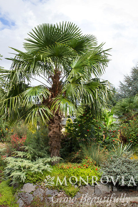 planting windmill palm trees Windmill Palm