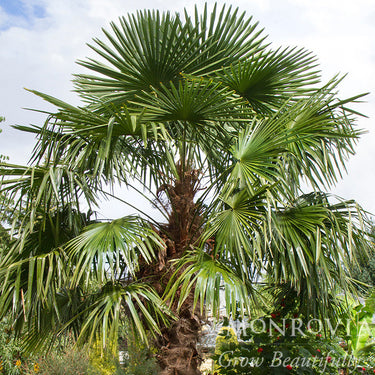 Windmill Palm - Monrovia