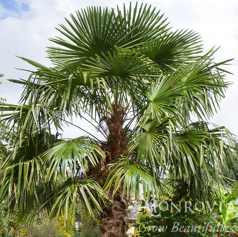 windmill palm planting instructions Windmill Palm