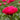 Kansas Double Peony - Monrovia