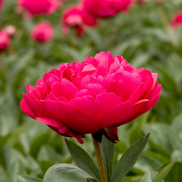 Kansas Double Peony - Monrovia