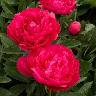 Kansas Double Peony - Monrovia