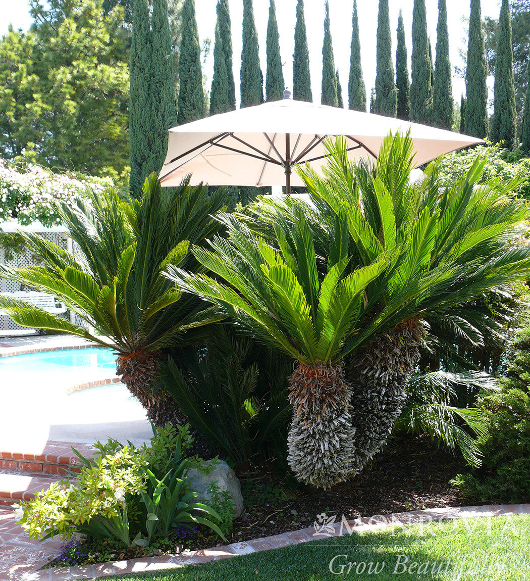 Monrovia Sago Palm - Thumbnail 2