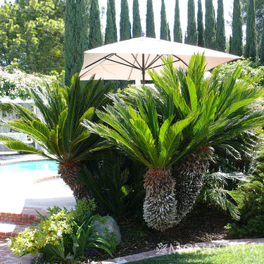 Sago Palm - Monrovia